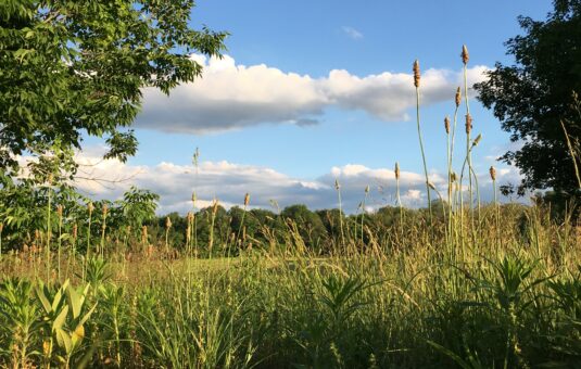 wetland tree