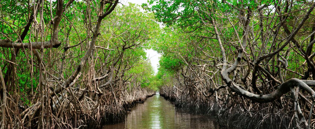 mangrove