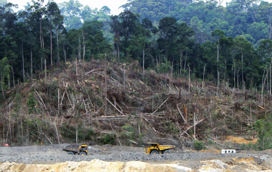 forestry mining