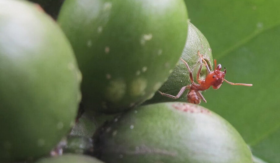 ant on see