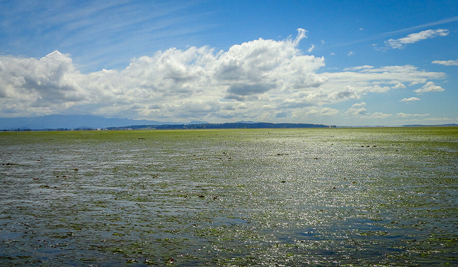 lake view with algea on it