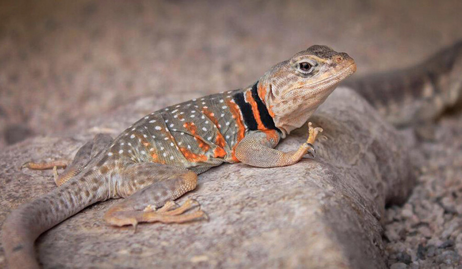 lizard