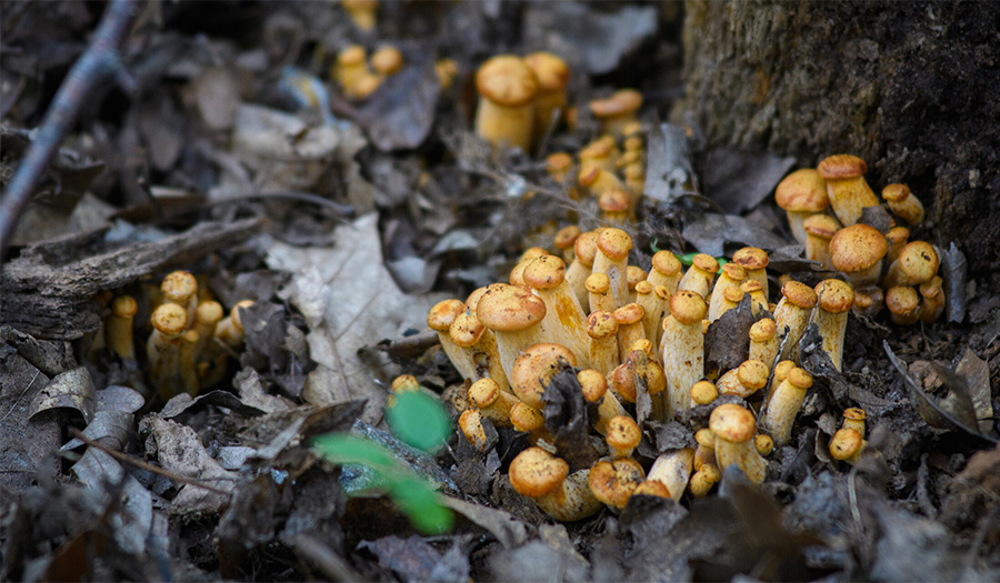 mushrooms