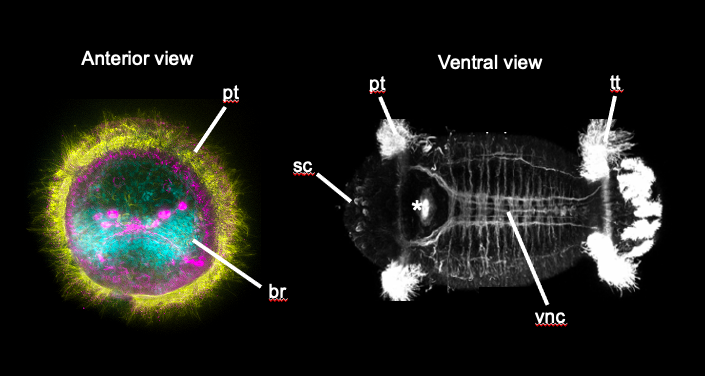 Picture of the nervous system of the annelid Capitella Teleta