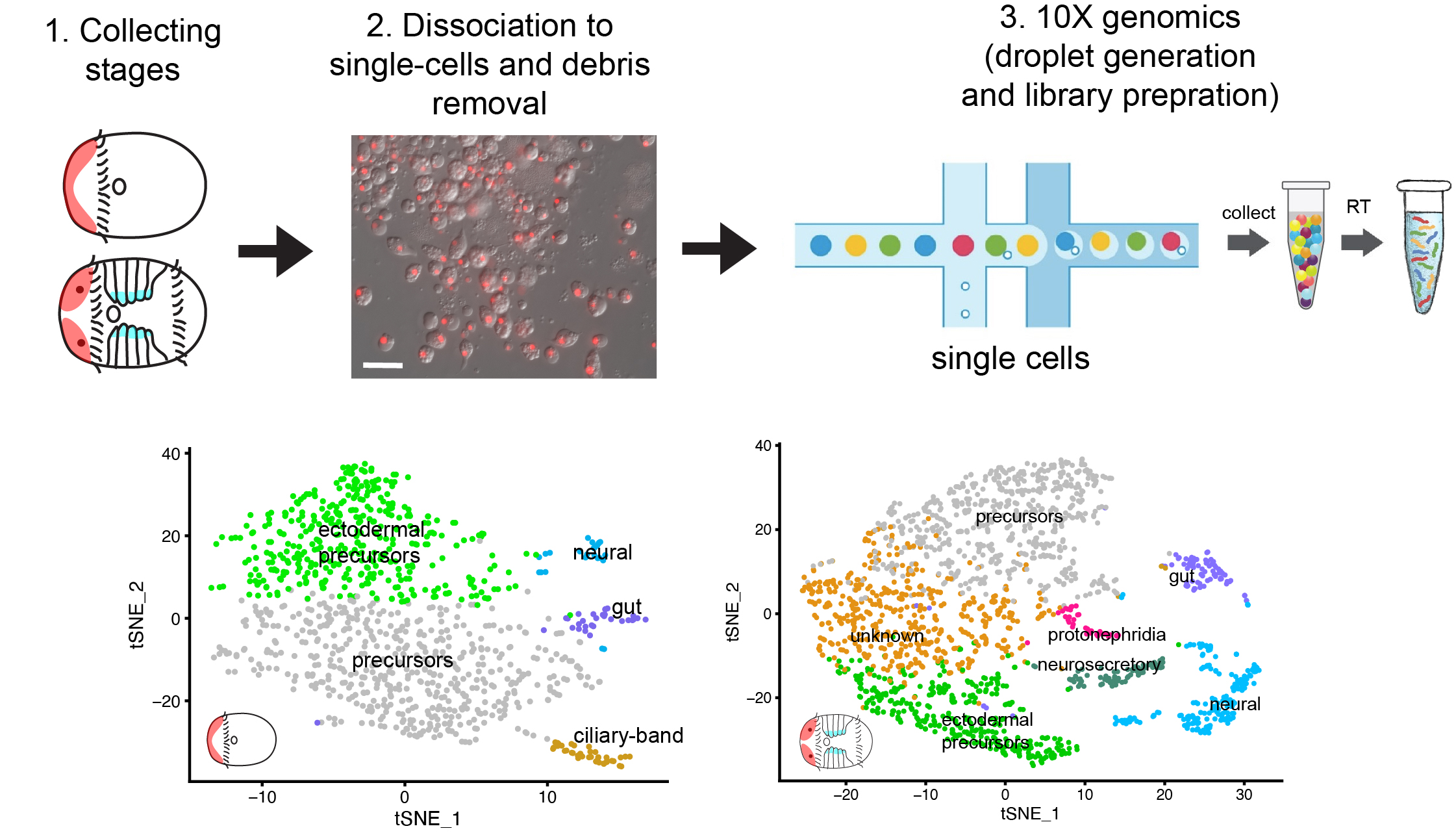 Pciture of the Workflow of single-cell RNAseq in Capitella teleta