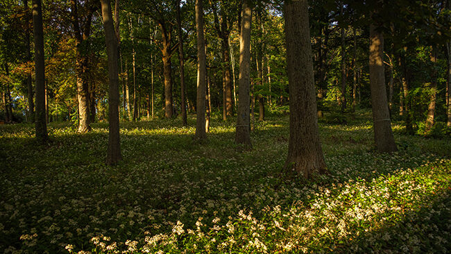 Hadwen Arboretum