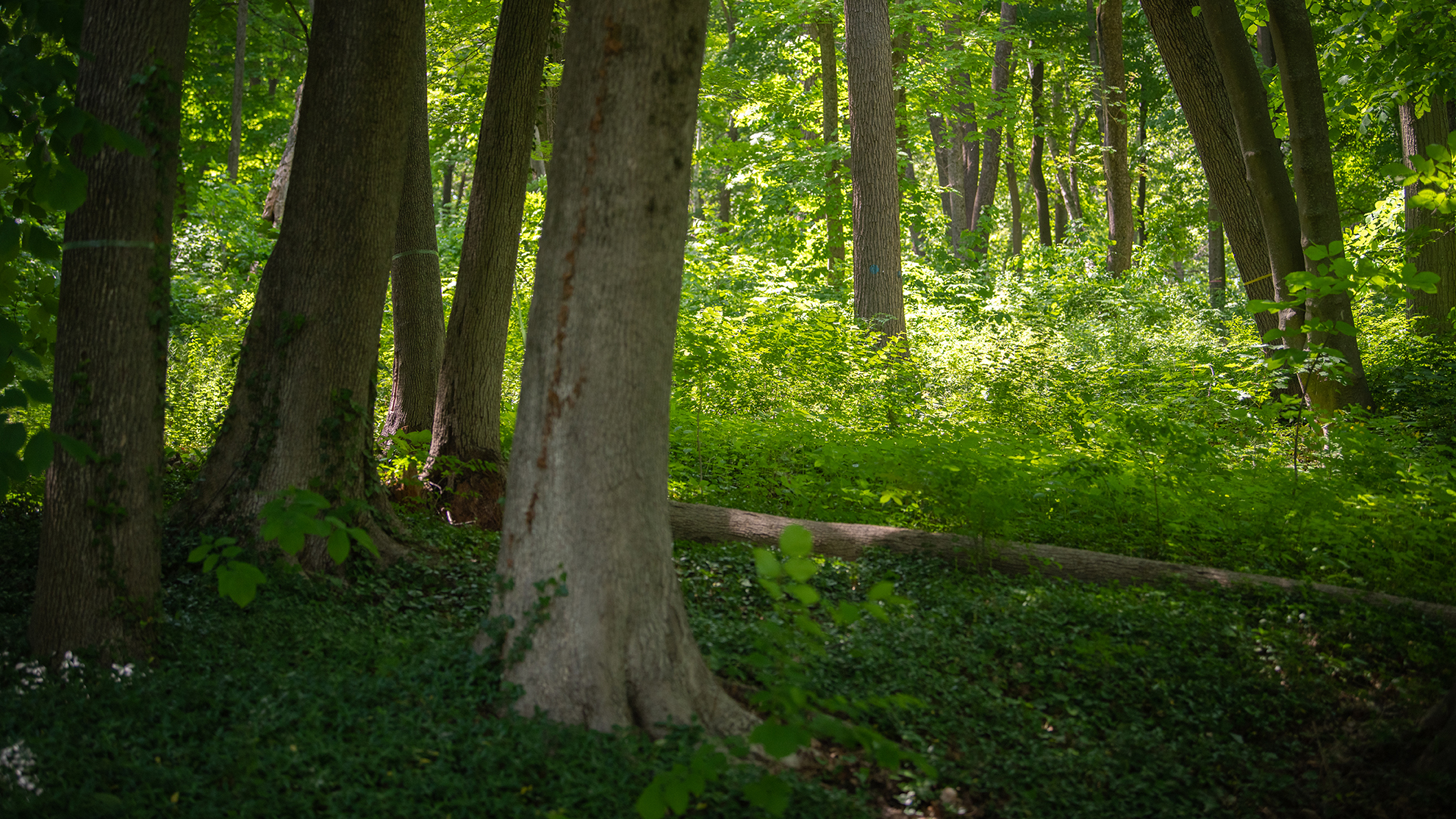 Hadwen Arboretum