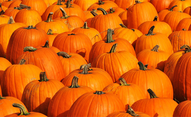 Pumpkin Spiced Bocce with the Graduate School of Geography