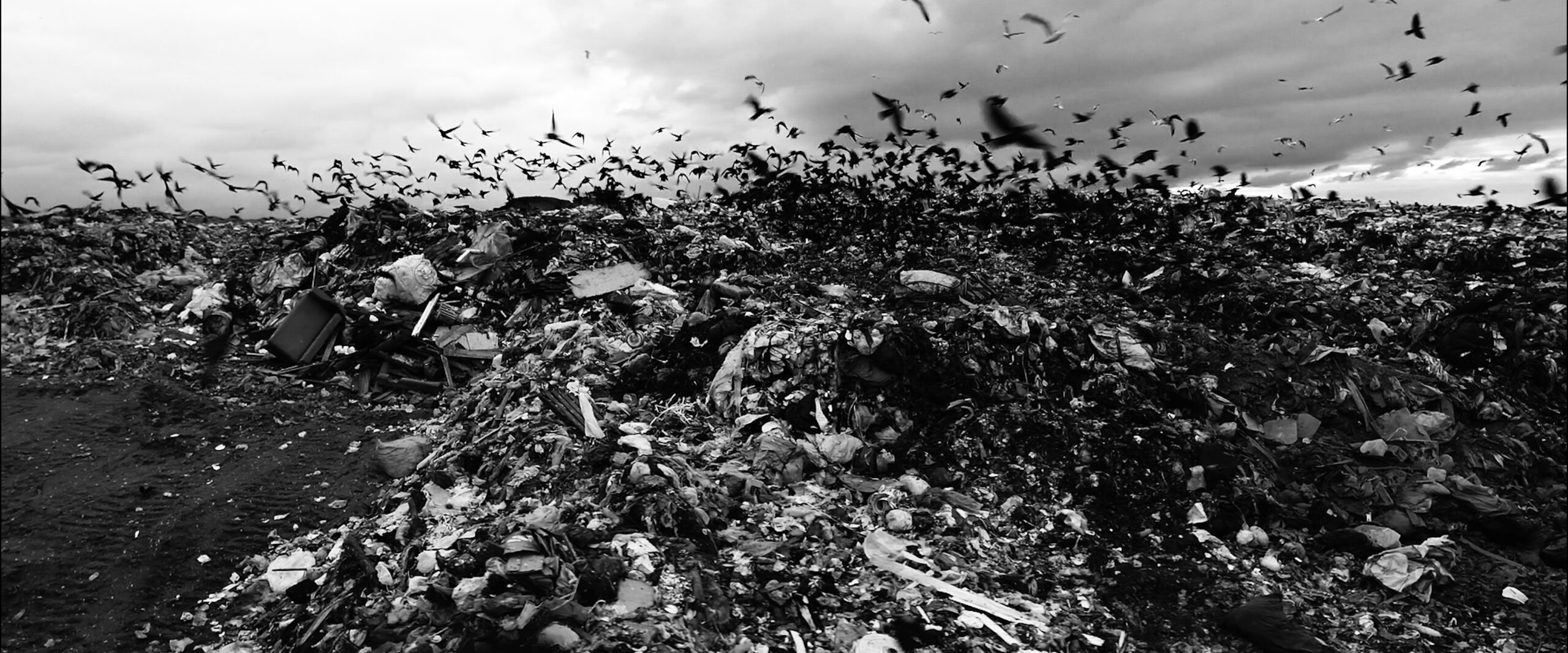 Birds swarming