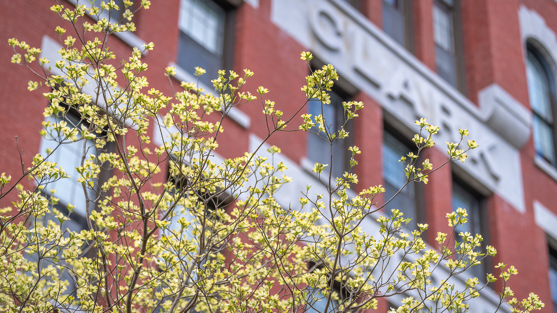 Tree budding in front of Jonas Clark Hall