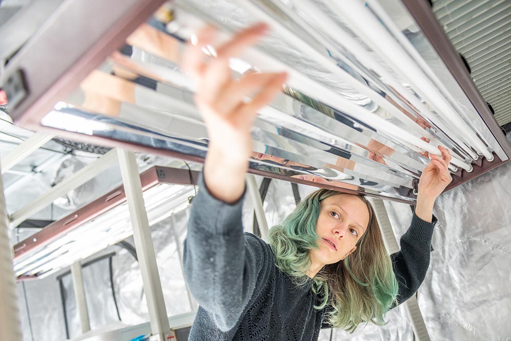 A student installs new grow lamp unit in Chandra Jack's biology lab