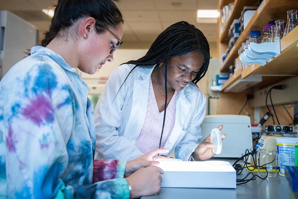 Dukilda Hasanllari ’23, Angell Jean-Laurent ’24, and other students have helped isolate more than 100 Synechococcus strains from water samples taken from Narragansett Bay. 