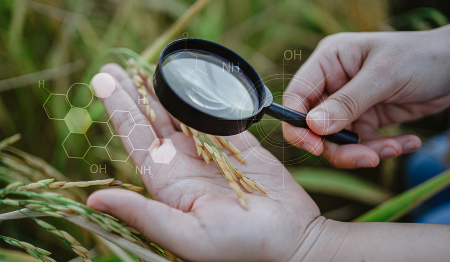 food and migration research