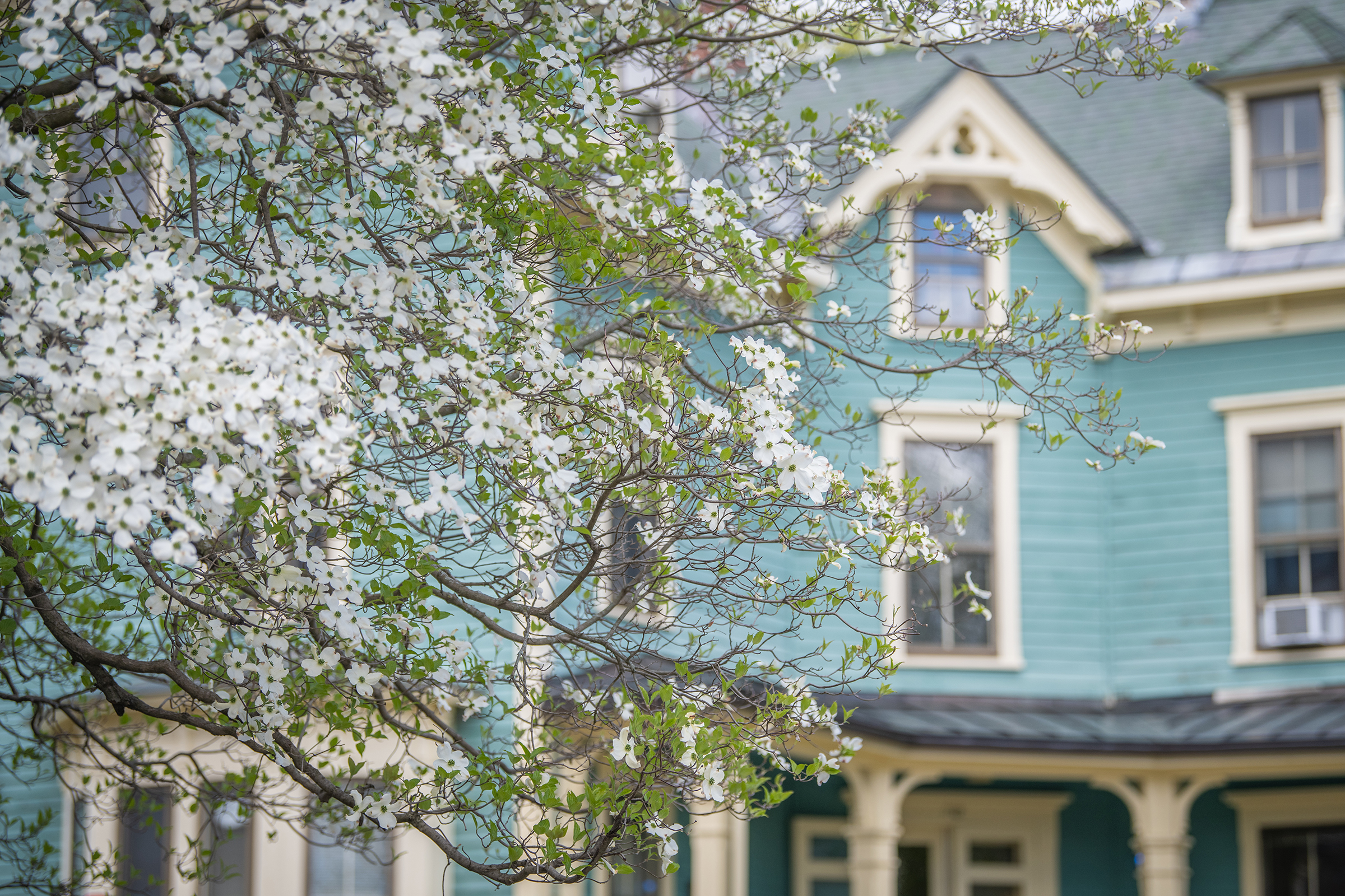Corner House - view through spring flowered tree