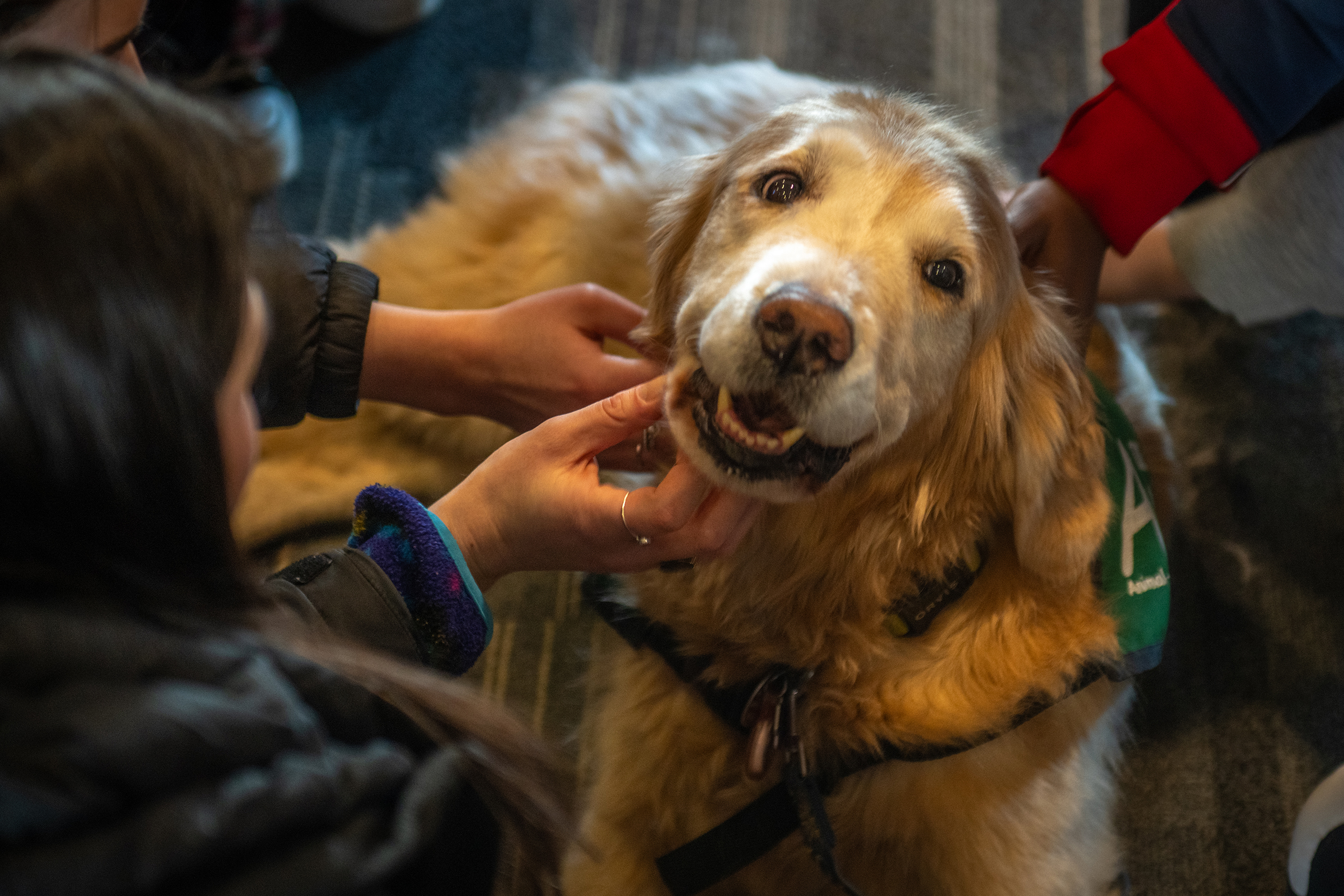 Center for Counseling and Personal Growth - retriever being patted by students