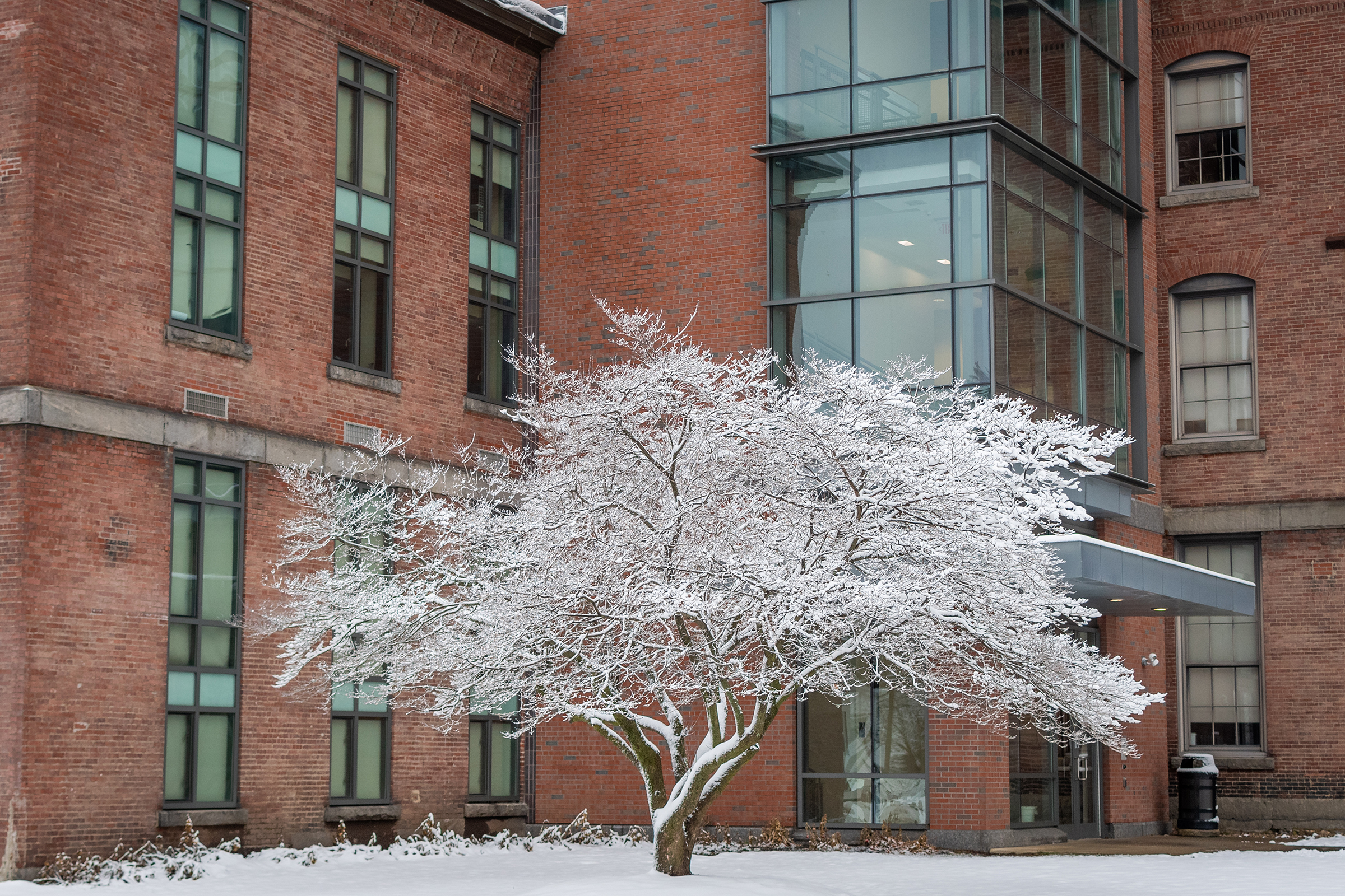 Math/Physics Building winter - snow covered tree