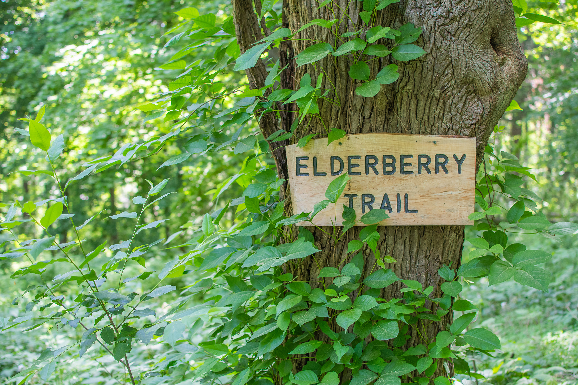 Hadwen Arboretum - Elderberry trial