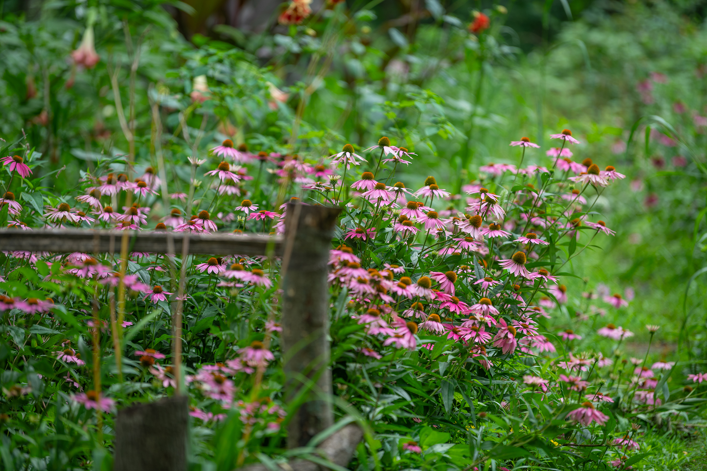 Hadwen Arboretum - pinecone flowers in woods