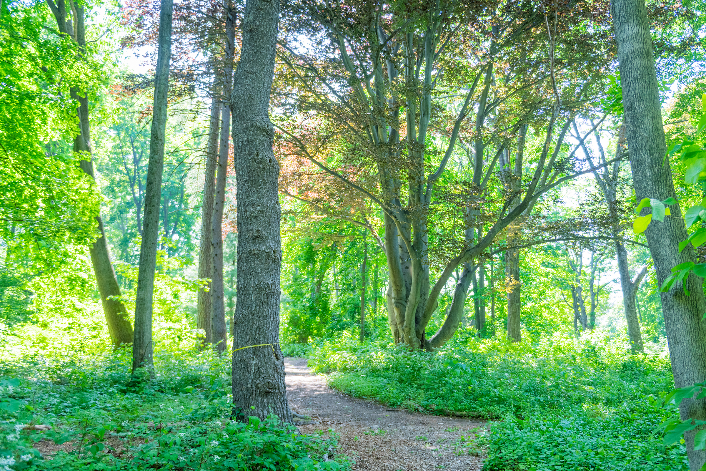 Hadwen Arboretum - path leading off into woods
