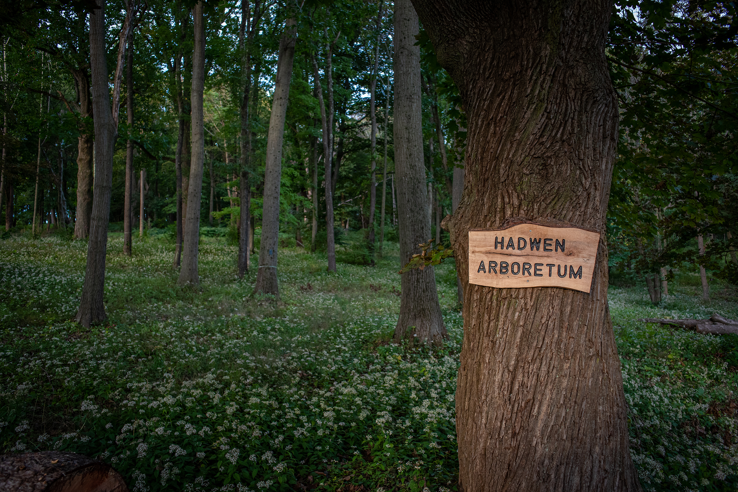 Hadwen Arboretum - sign hanging on tree