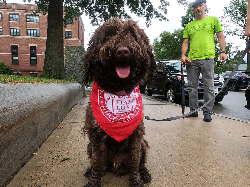 Dog wearing Clark University bandana