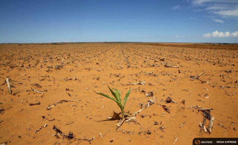 one living plant in the wasteland