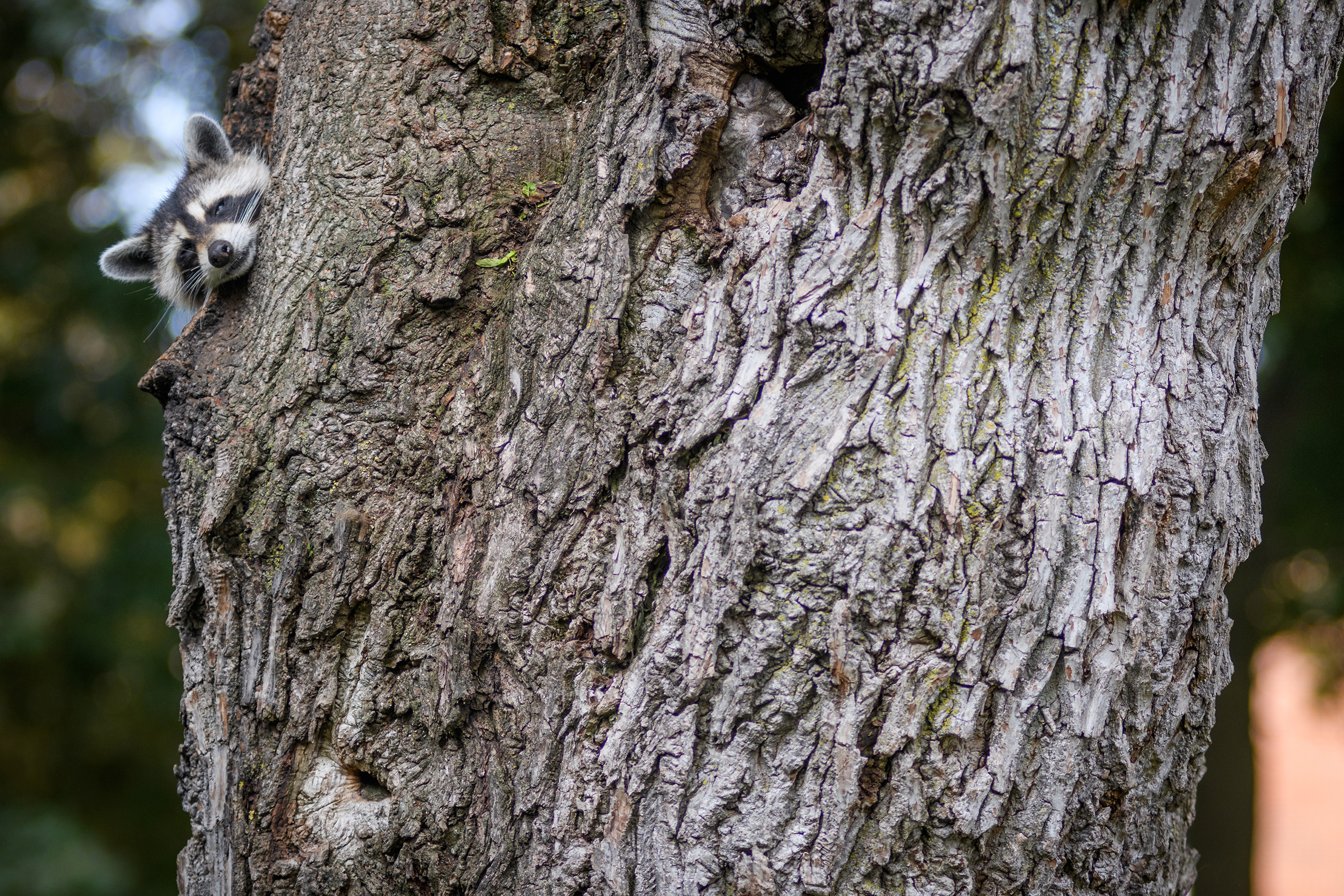 Raccoon family on campus