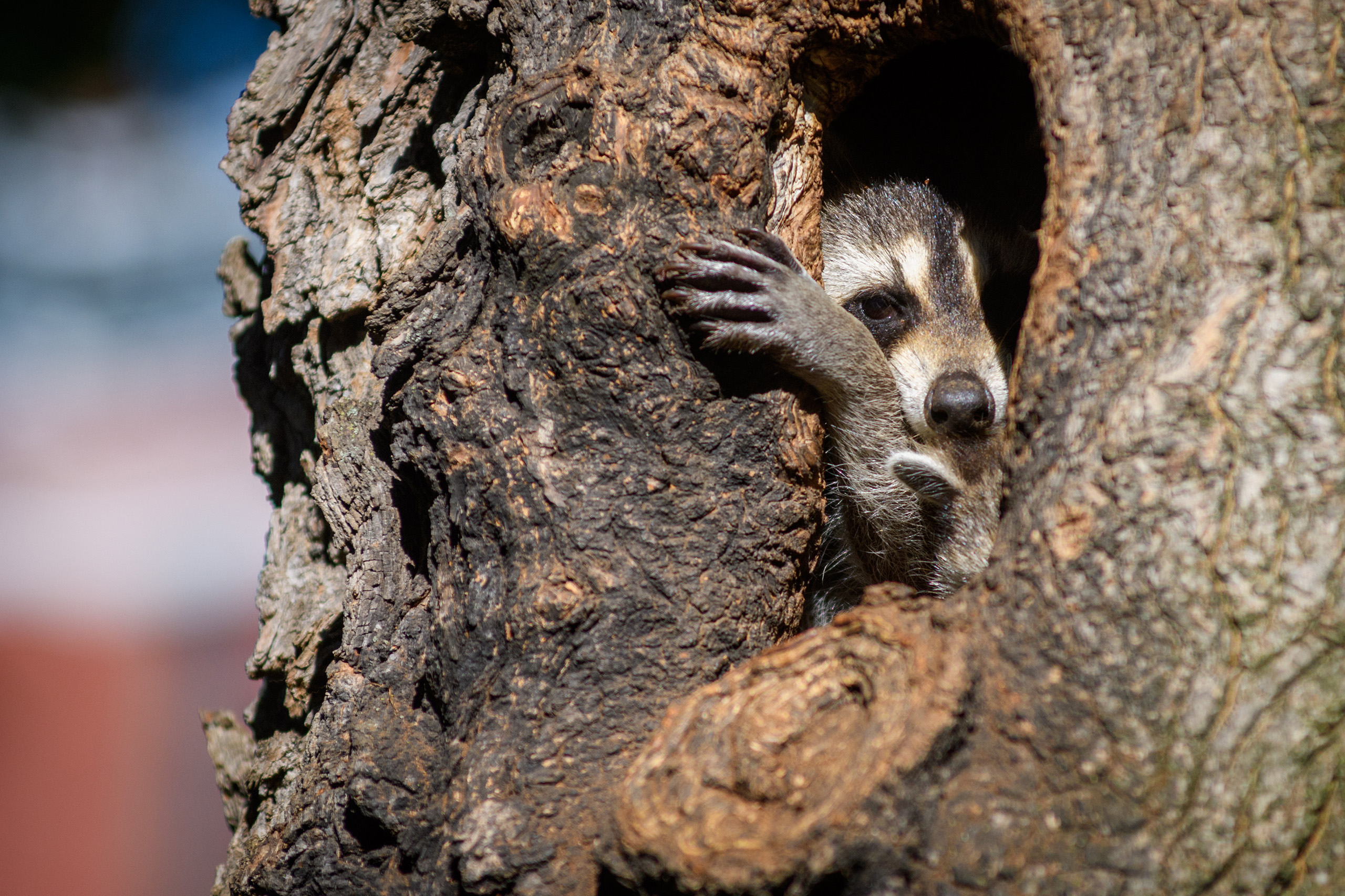 Raccoon family on campus