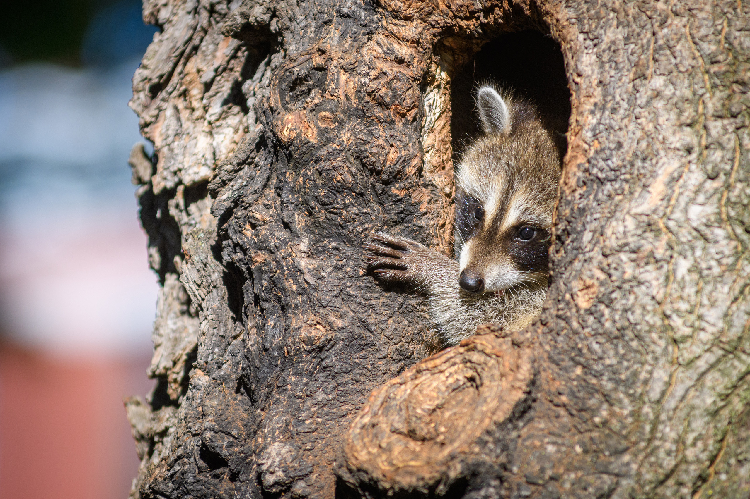Raccoon family on campus
