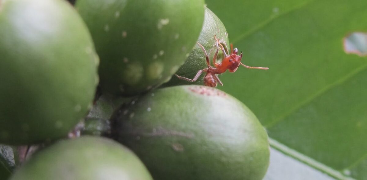 Ant research by Professor Kathy Mathis and st