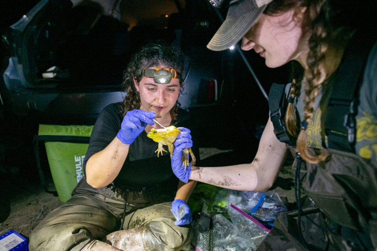 students analyze frog