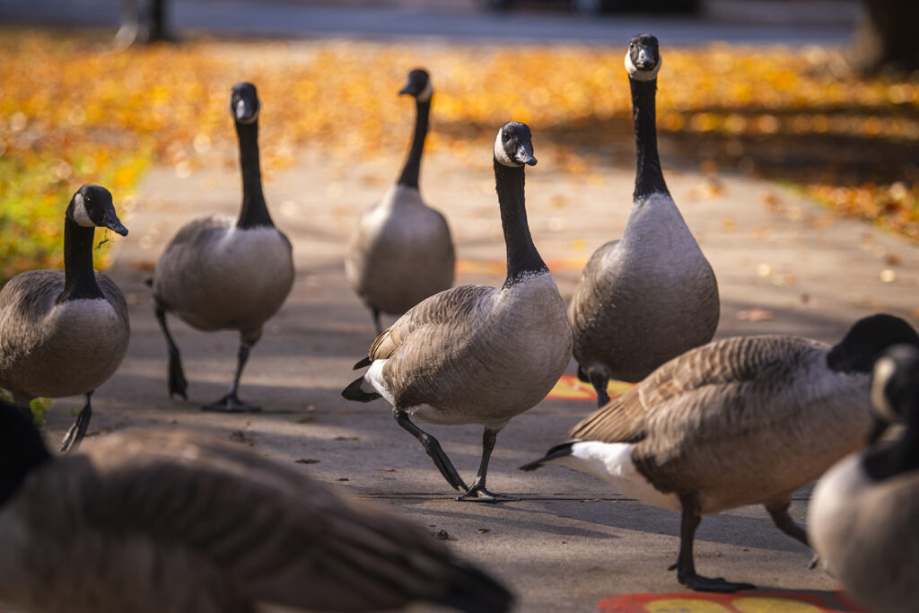 Geese in University Park