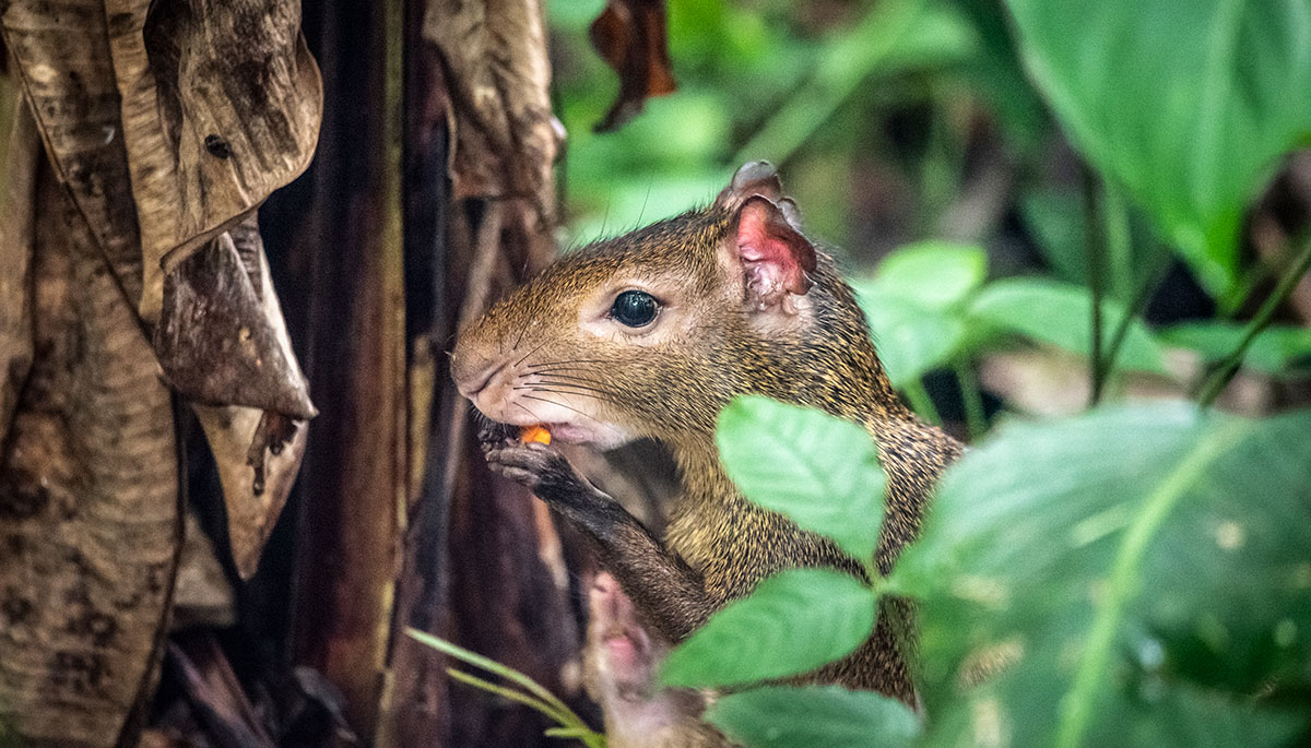 Rodents, rainforest loss, and disease: Is there a connection?
