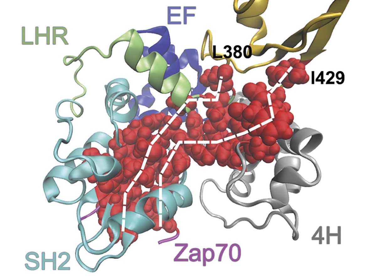 Study traces the information pathways within proteins
