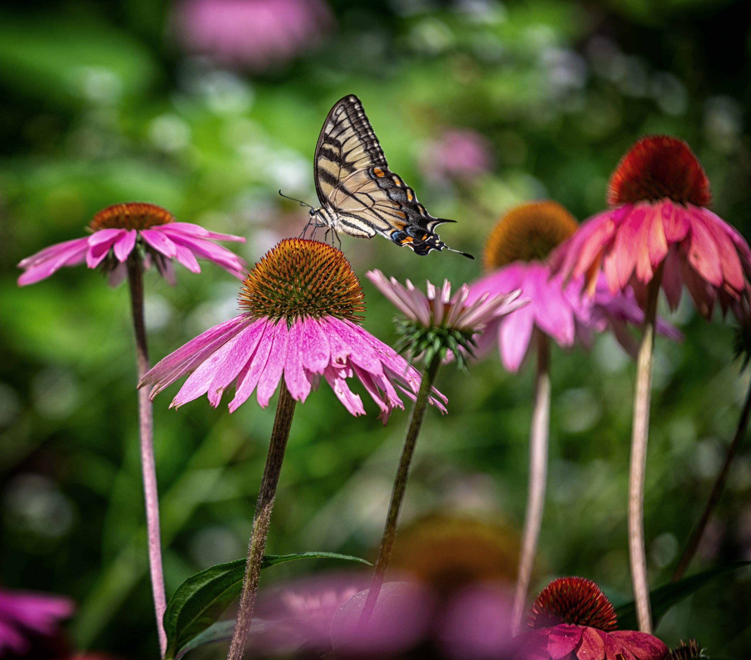 Echinacea, purple coneflower, blossoms with a butterfly alighting on the center stigma
