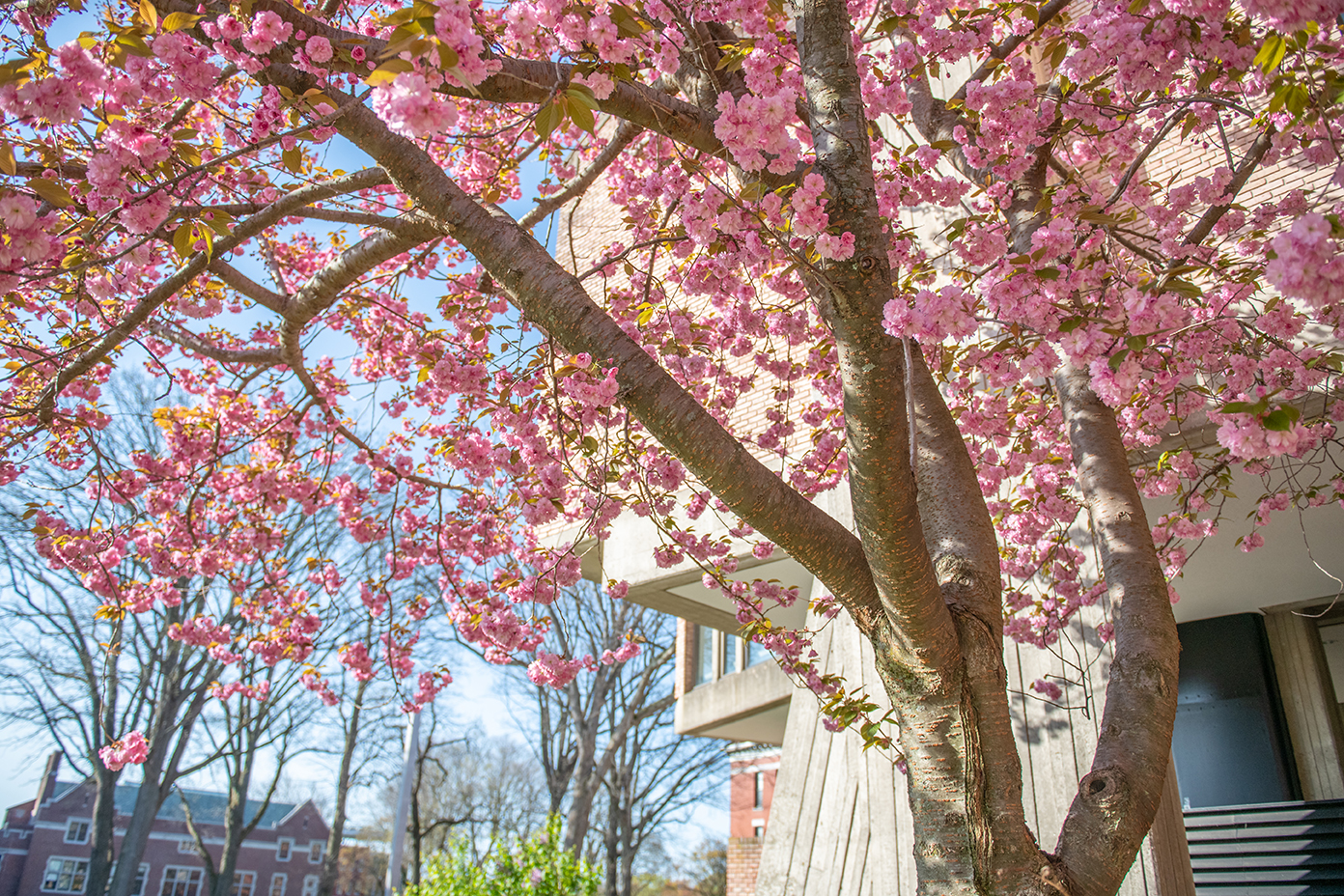 Faculty will shine in ‘Light in Springtime’ talks
