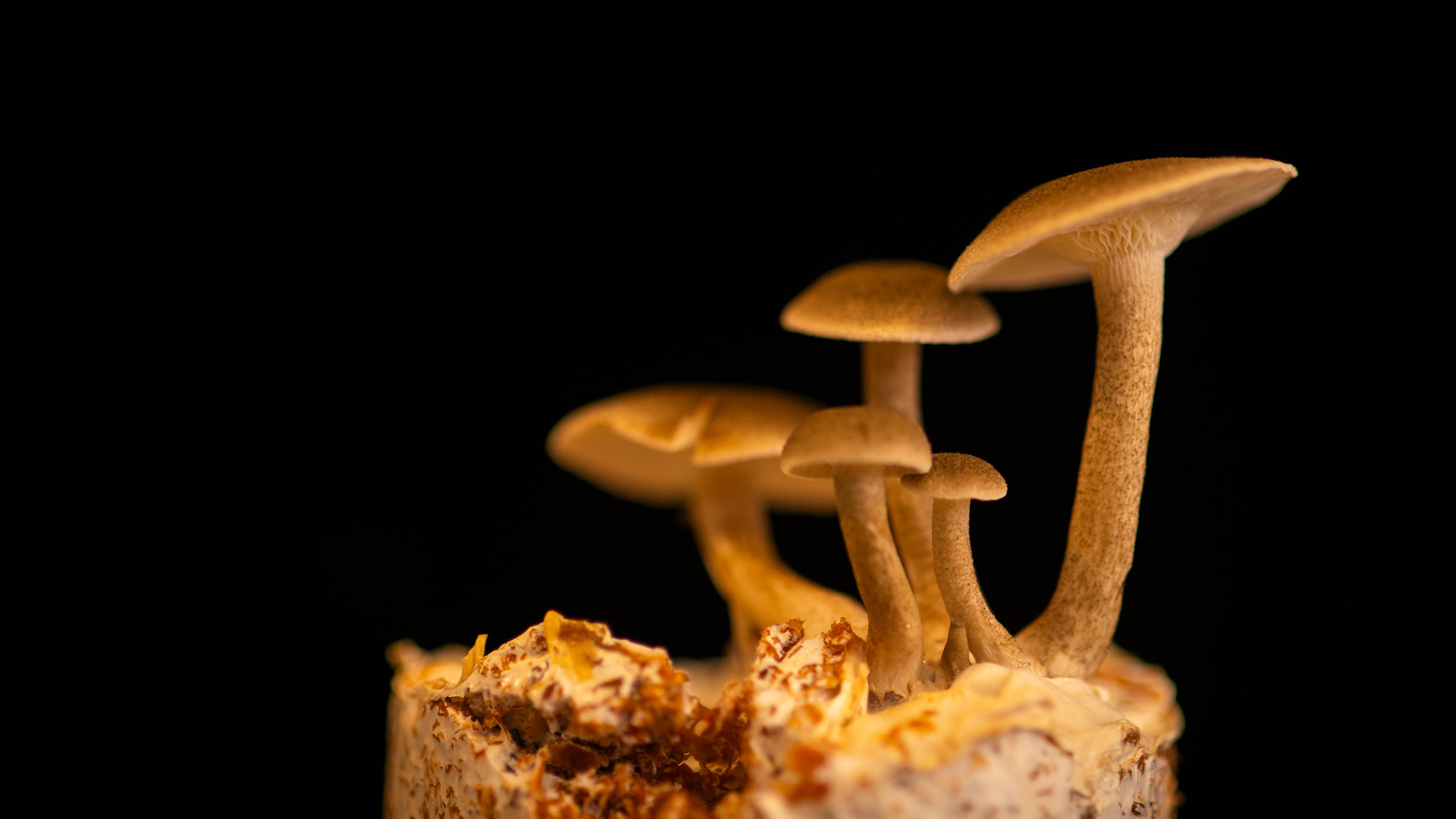 Close-up of mushrooms grown in the Clark mycology lab
