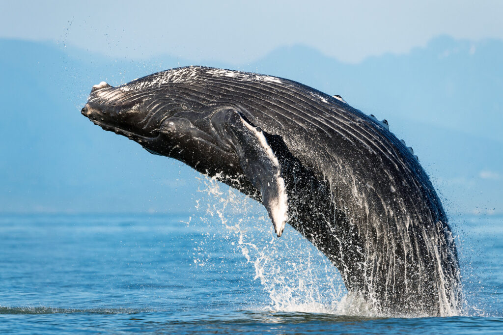 Humpback whale breaching