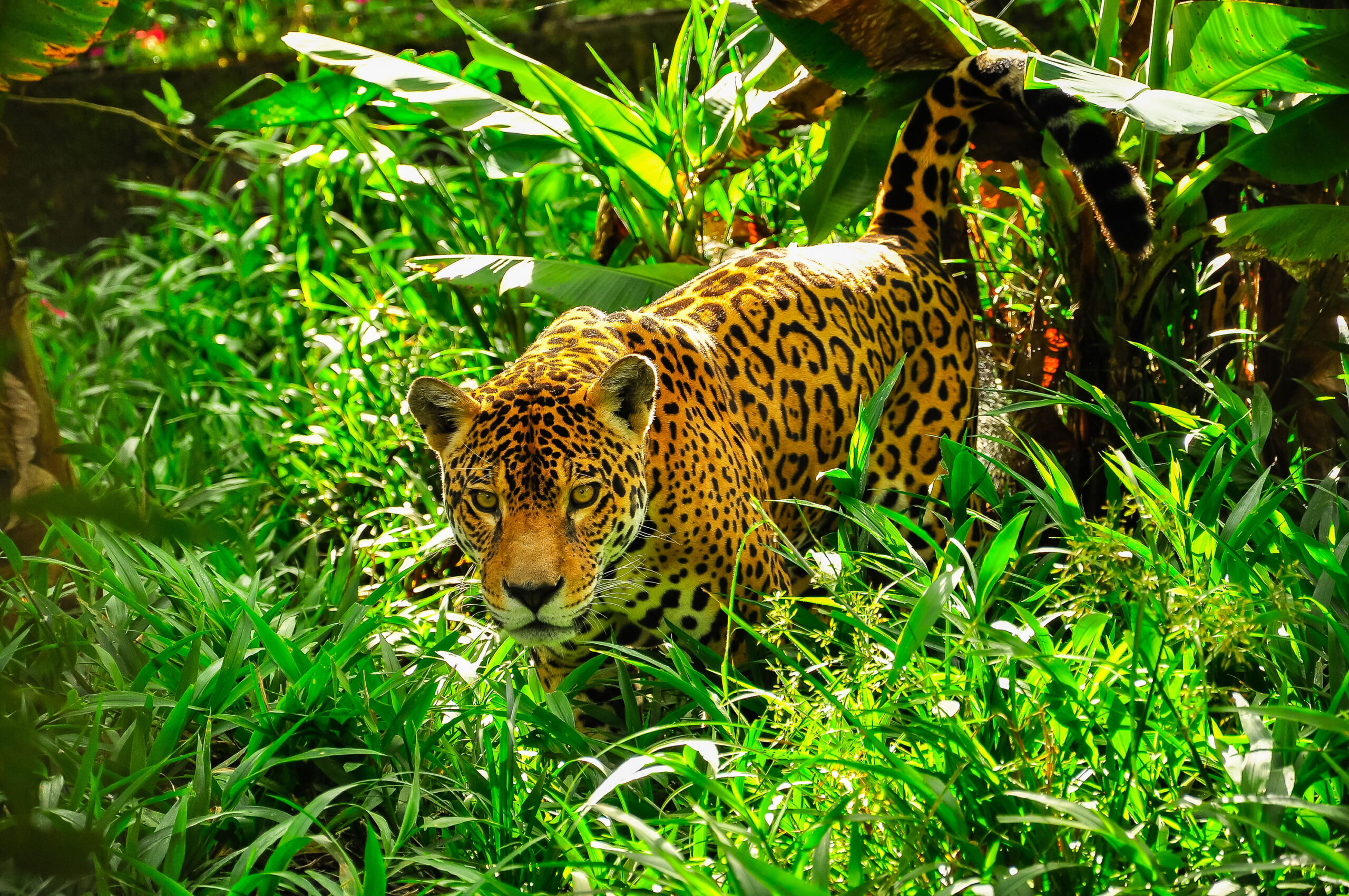Jaguar walking through the Amazon rainforest