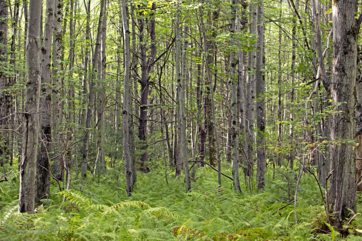 Forest scene with ferns