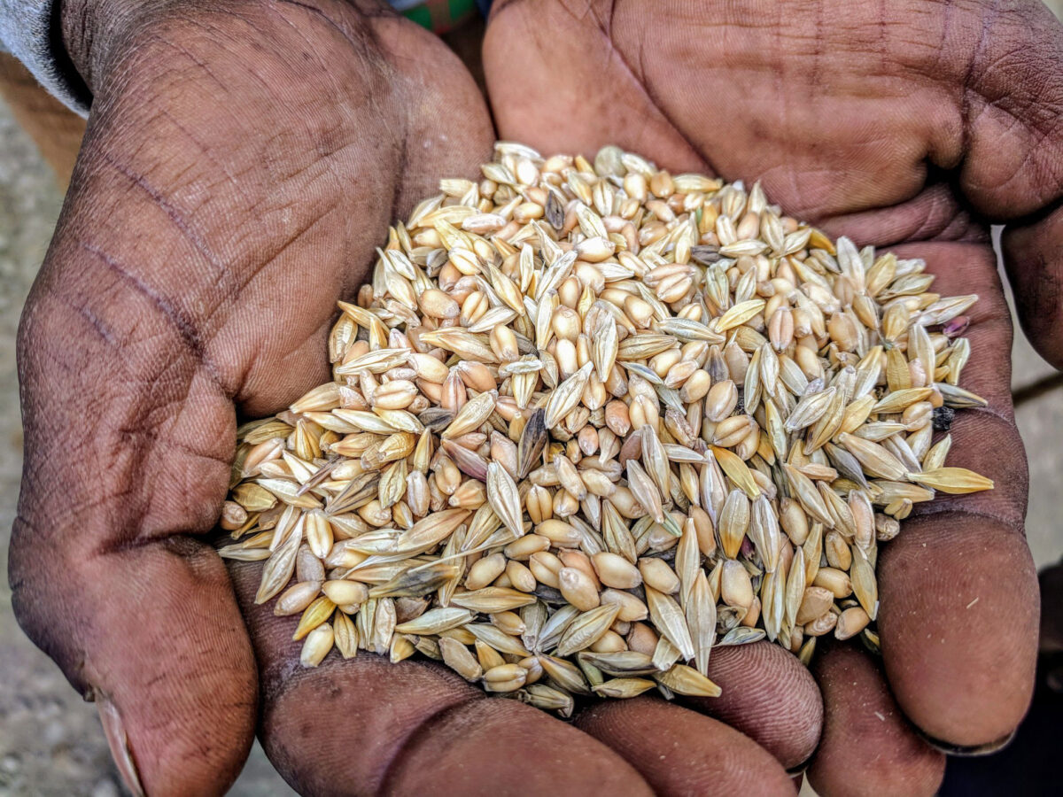 Blend of grains. Photo credit: Alex McAlvay