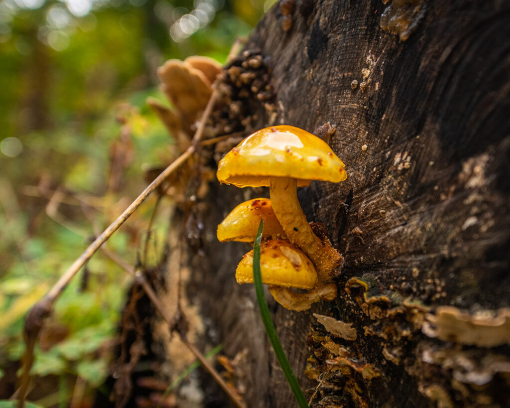 mushroom growing off log