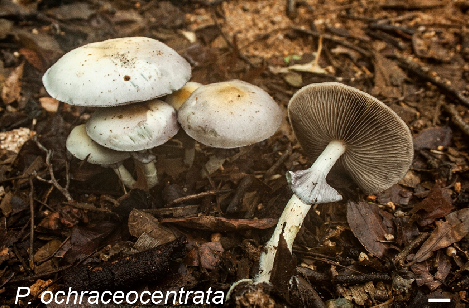 mushrooms sprouting from ground