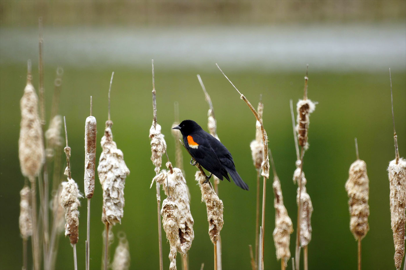 What can birds tell us about the health of habitats?