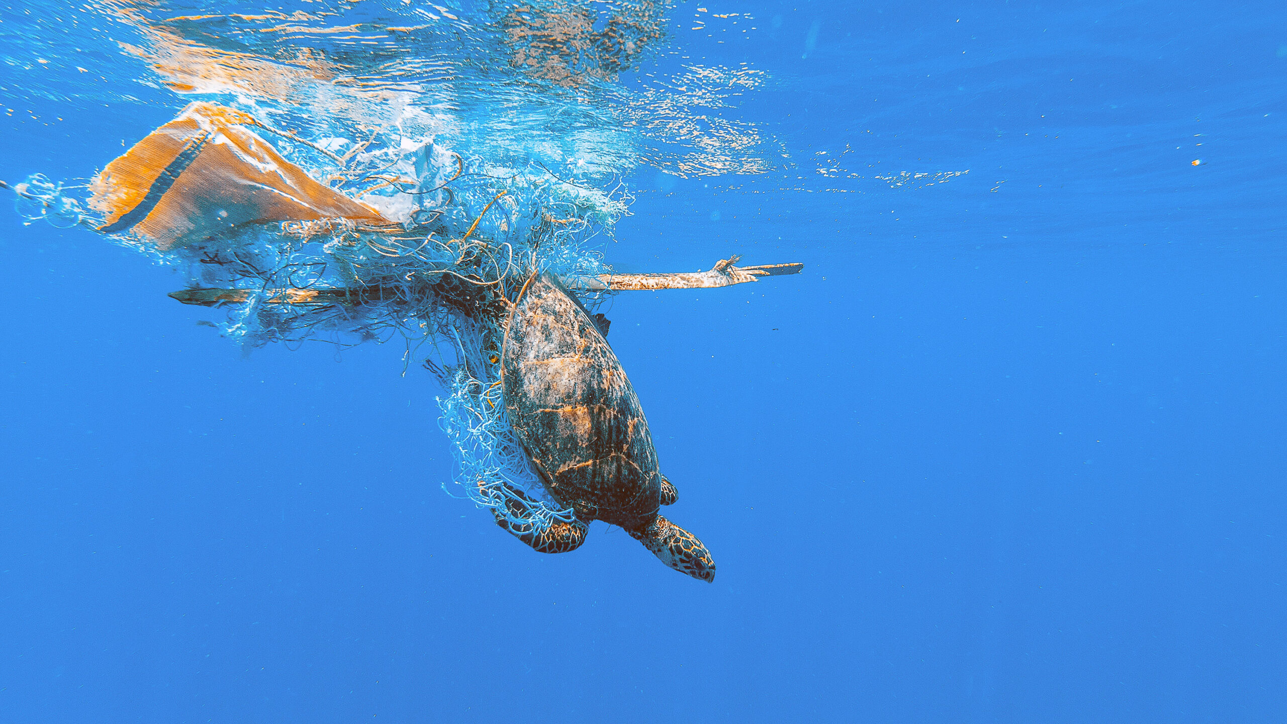 Sea turtle, which is caught in a net, dives into the ocean