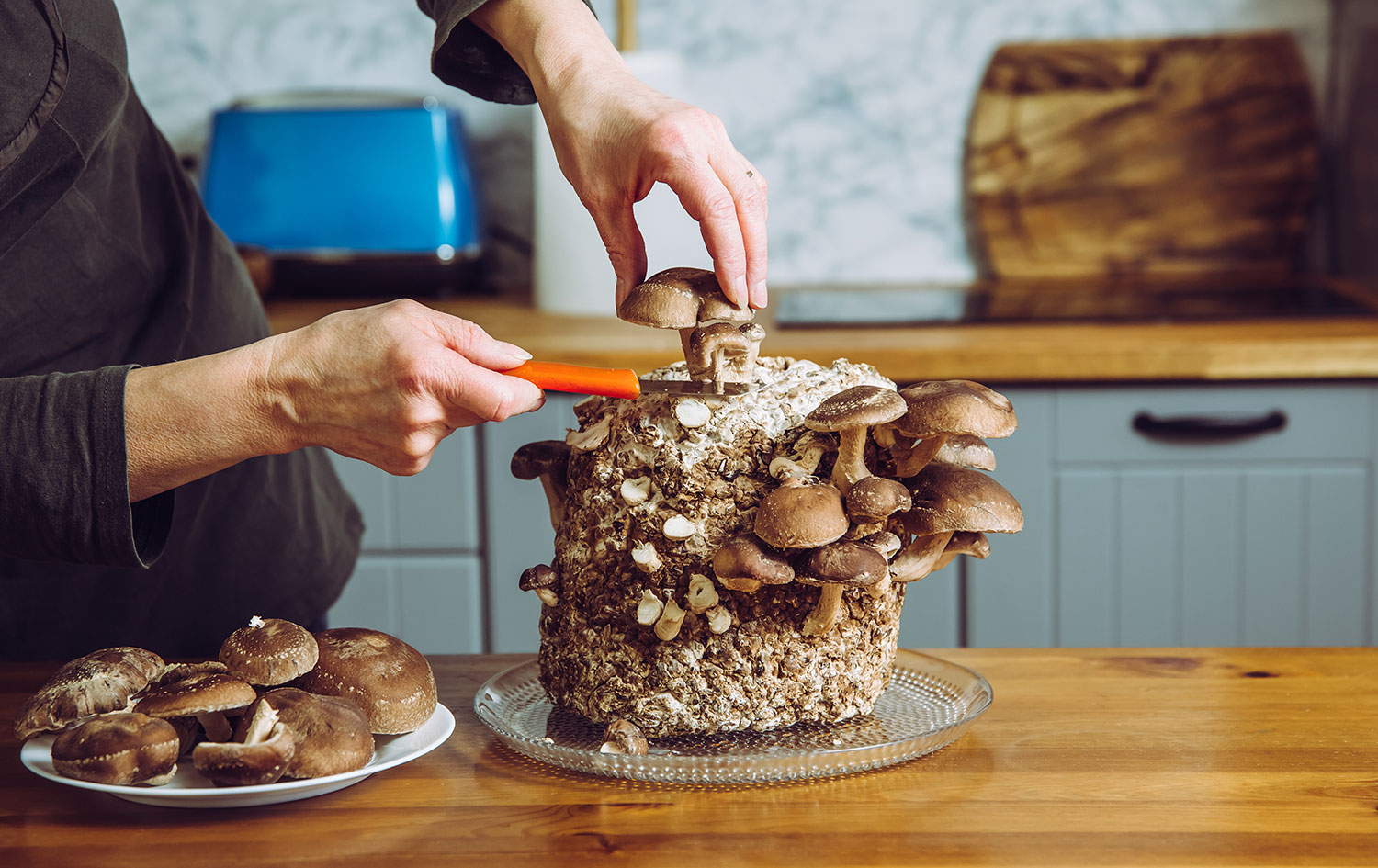 From bon appétit to biofuels