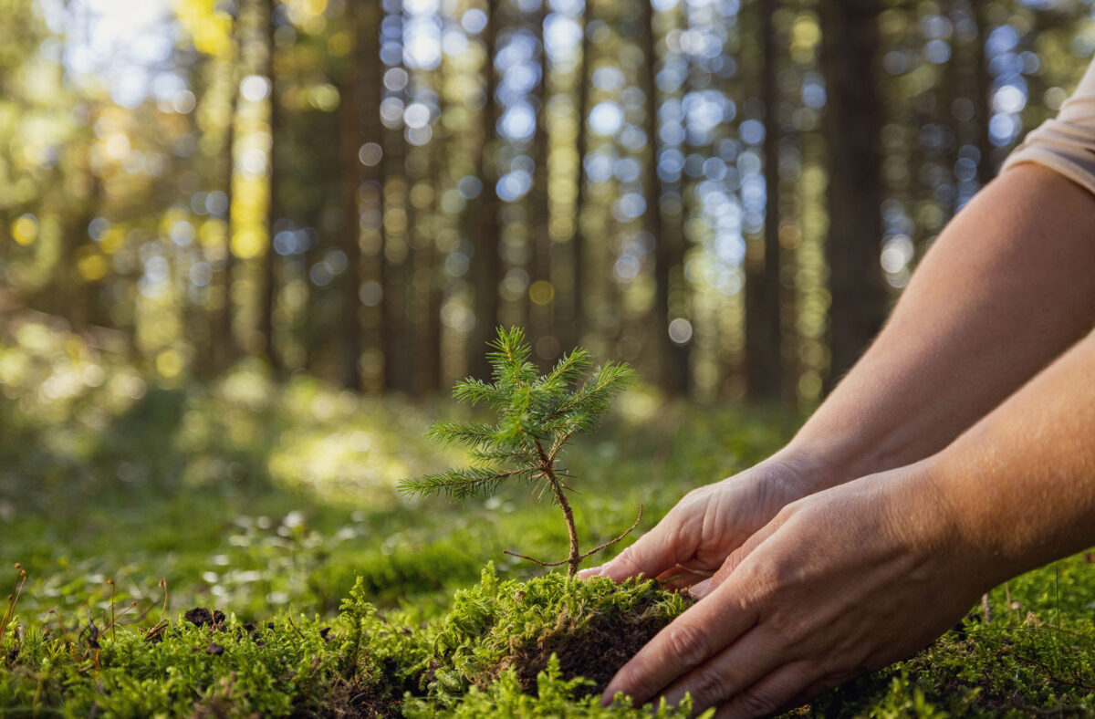 Person planting tree