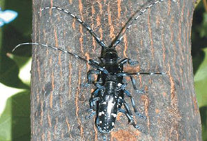 The Asian longhorned beetle