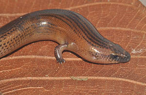 A skink