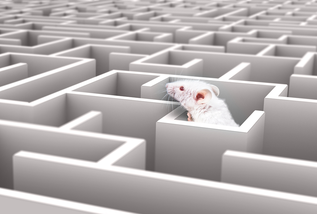 A-mazing fact: First-ever labyrinth for observing rats was created at Clark in 1900